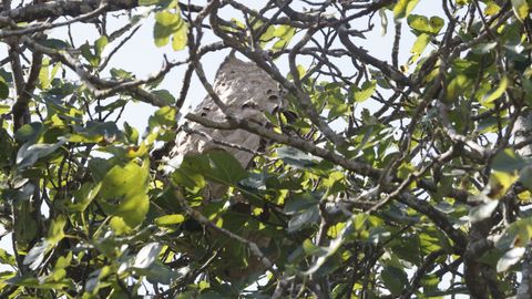 El nido est escondido en una higuera y alcanza el metro de alto