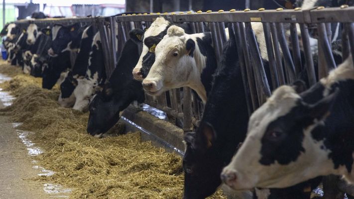 Explotaci&oacute;n ganadera en Boimorto, dedicada a la producci&oacute;n l&aacute;ctea.