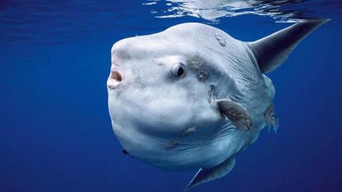 Pez Luna: Estos peces tienen una nataci�n muy lenta y es frecuente que acaben varados. En lo que llevamos de a�o, se recogieron tres ejemplares.