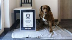 Bobi, el perro m�s longevo de la historia, cumple 31 a�os