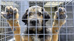 Perro a la espera de ser adoptado en el refugio de Bando