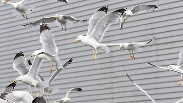 Imagen de archivo de una bandada de gaviotas patiamarillas