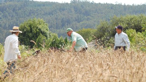Plantacin de trigo de la variedad callobre, que se quiere potenciar en la provincia de Lugo