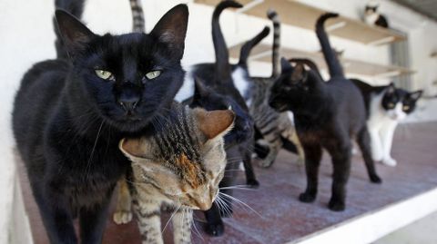 Instalaciones de Proyecto Gato, que se person en el caso