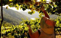Comienzo de la recogida del albari�o en los vi�edos de Adegas Moure en A Cova