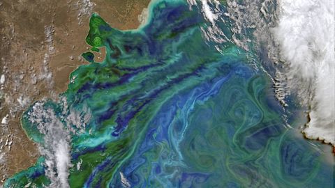 El fitoplancton crea espectaculares remolinos de color turquesa y verde que son visibles desde el espacio exterior.