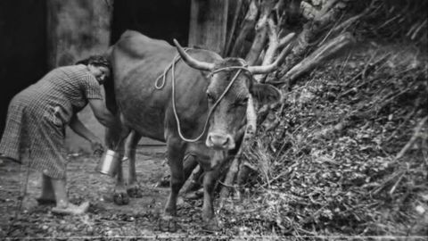 Mujer orde�ando a una vaca. 