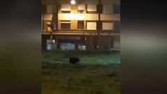 Un jabal� pasea por el solar�n