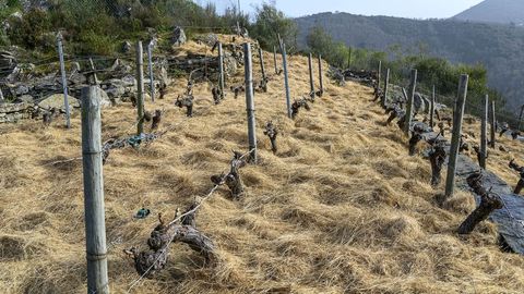 Via proxima al mirador de Soutochao con una cubierta de paja para evitar la proliferacin de malas hierbas