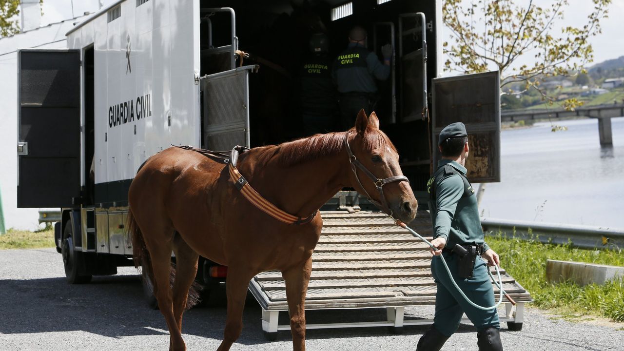 Interceptan en Cambre a un hombre que iba dormido, montando a caballo y ...