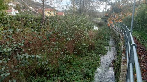 La vegetacin invade el ro Basteiro, donde se pueden ver incluso sacos de arena que aport el Concello a los vecinos y que no se han retirado