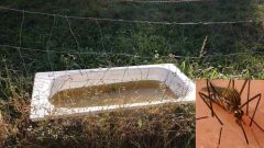 El �Aedes Japonicus�, en el recuadro, est� asentado en Asturias, en donde ha sido visto sobre todo en ba�eras recicladas para el ganado como la de la imagen.