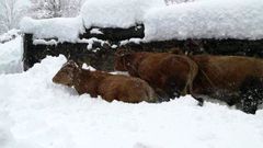 Vacas en Pel�gano, Aller