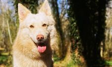 Voluntarios de la protectora de Lugo y trabajadores del Rof Codina buscan a Kero, un perro que se escap�