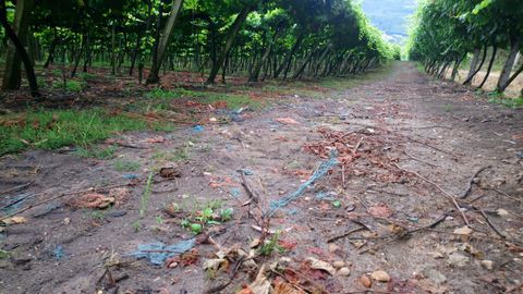 �Que bonitos son os vi�edos en Goi�n, pero se miras m�is de preto ... atopar�s tantas pezas de pl�stico no chan...�