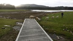 Estado que presentaba el embalse de R�o Covo, en Cervo, en noviembre del 2017, con ovejas pastando en zonas que deb�an estar cubiertas por agua