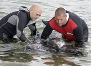 El Cemma ha rescatado delfines por toda la comunidad