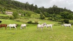 El complejo turstico estar en una aldea de Cuntis llamada Vilar do Mato, habitualmente llena de caballos.