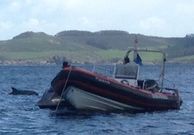 Un delf�n junto a una Zodiac