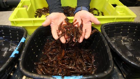 Imagen de archivo de venta de camarones en Galicia.