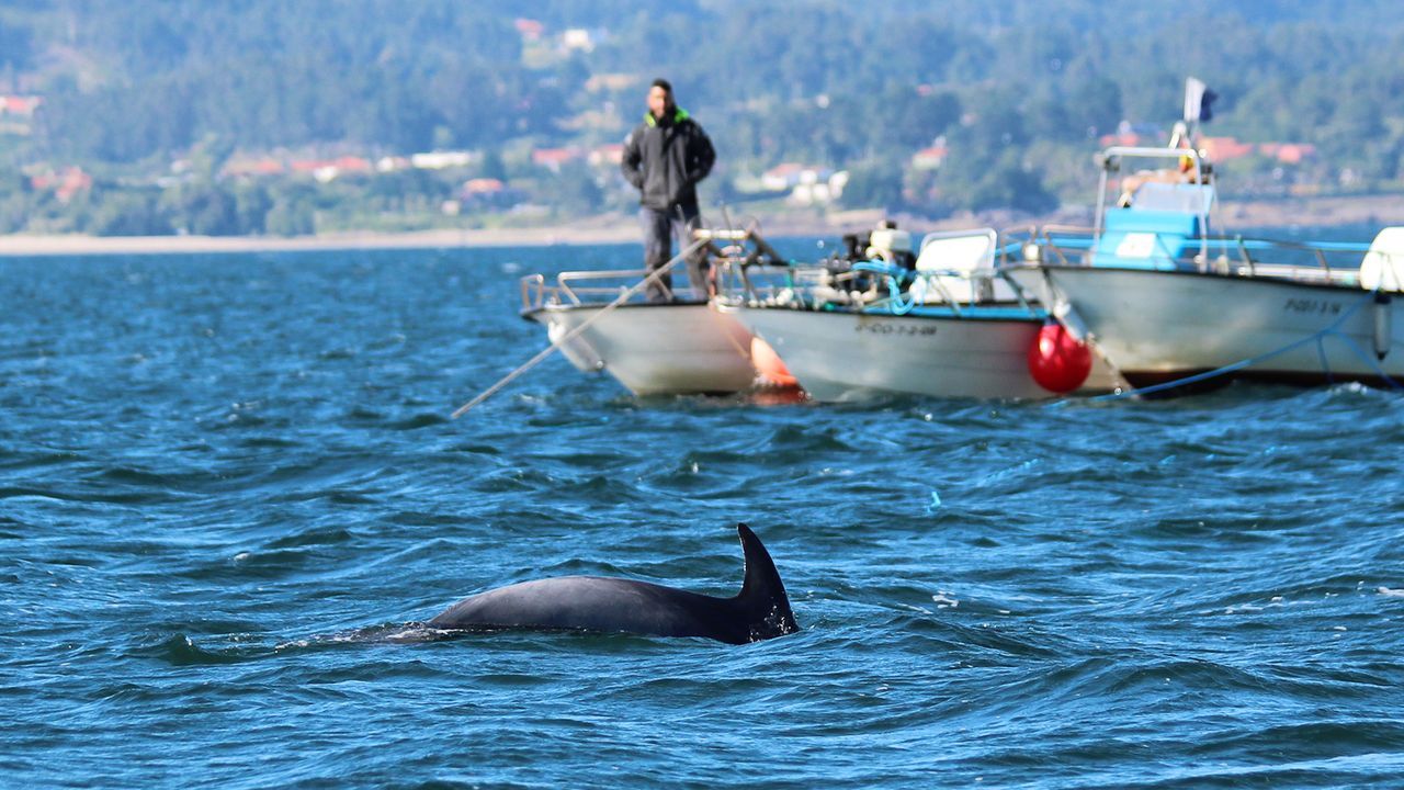 Documentados 17 delfines solitarios en España desde 1970, 14 en aguas de Galicia