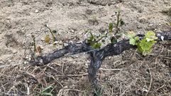 La imagen corresponde a un vi�edo situado en una zona de ribera del municipio de Sober que se vio afectado por la helada que se registr� en la madrugada del domingo al lunes