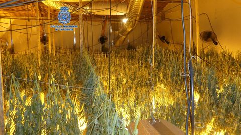 Plantación de marihuana desmantelada en una operación anterior de la Udyco