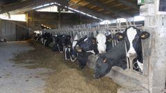 Imagen de vacas frisonas en una explotaci�n l�ctea