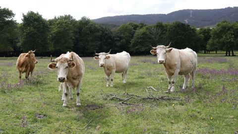 Las explotaciones de Ternera Gallega se reparten por toda Galicia.