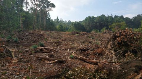 Las parcelas de Cabo de Cruz y Abanqueiro donde se realizaron estas cortas ilegales quedaron llenas de maleza y ramas