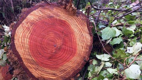 Como los seres humanos, los �rboles cuentan su vida por a�os, y la van registrando en anillos de crecimiento