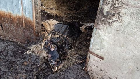 Estado de las vacas localizadas en Castropol