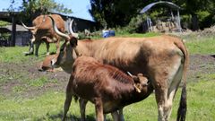 Vacas cachenas en una explotaci�n del municipio de Friol