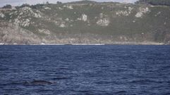 Ballena avistada a la altura de la Costa da Vela por un barco de pasaje que sali� de Portonovo