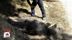 El oso muerto en Muniellos