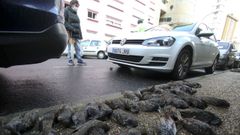 Unos 200 ejemplares cayeron fulminados en Caranza el pasado noviembre