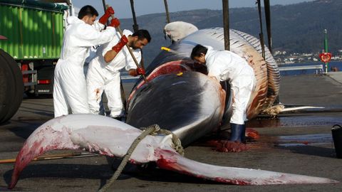 Ballena atropellada por un barco portacontenedores y trasladada al puerto de Marín