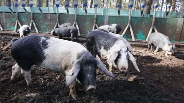 La comunidad de montes de Carballo (Friol) tiene en marcha, desde hace a&ntilde;os, medidas para aprovecha su terreno con ganader&iacute;a porcina  