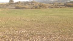 Imagen de un campo de cereal tard�o en Caspe tomada la semana pasada