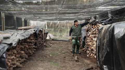 Carlos Tub�o puso en marcha su empresa en el 2023 y est� especializado en el cultivo de setas shiitake