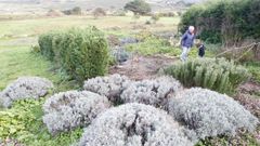Matas de plantas arom�ticas que Benito Lavandeira cree que son las que protegen sus cultivos de los jabal�es