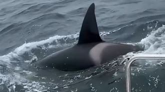 Una orca ataca a un barco