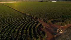 Cultivo de café en una región de Brasil