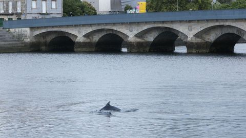 Una pareja de delfines remonta el r�o L�rez hasta el puente del Burgo