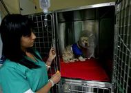 La perra �L�a�, en la cl�nica veterinaria donde fue intervenida ayer por la tarde