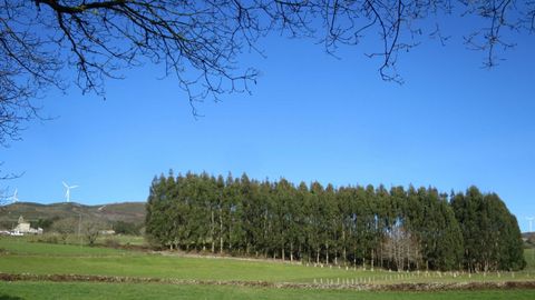 Las plantaciones de eucalipto representan el 3% de la superficie forestal espaola