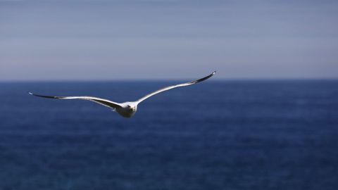 Gaviota fotografiada en Foz