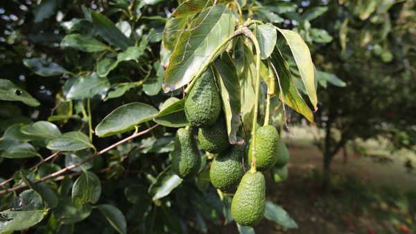 �rbol de aguacates