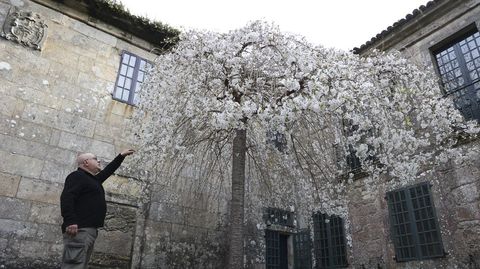 Cerezos en flor del Pazo do Faramello de Rois