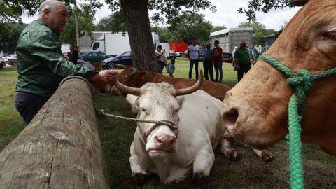 Las vacas fueron un foco de atencin